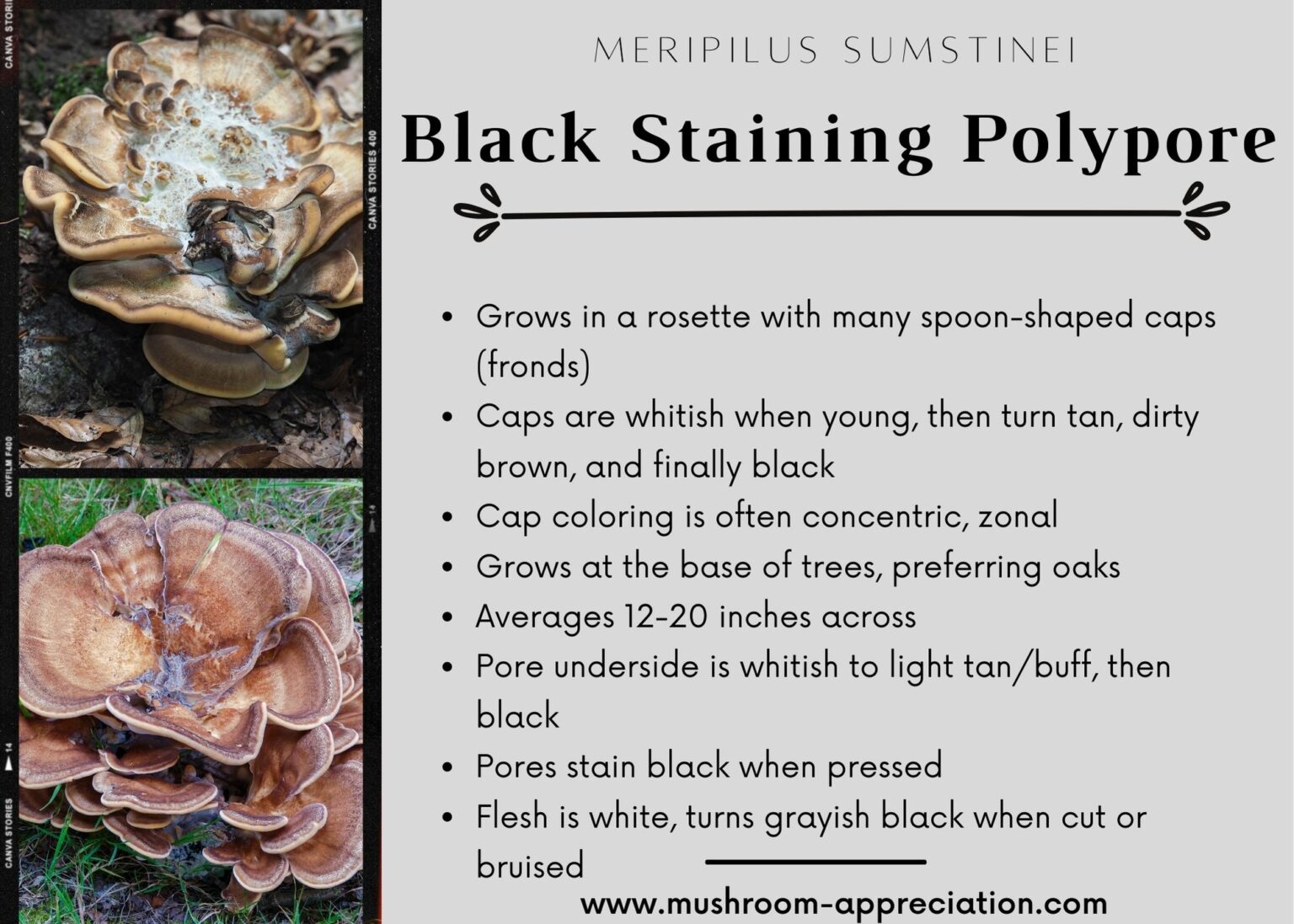 Black Staining Polypore Identification and Foraging Guide Mushroom