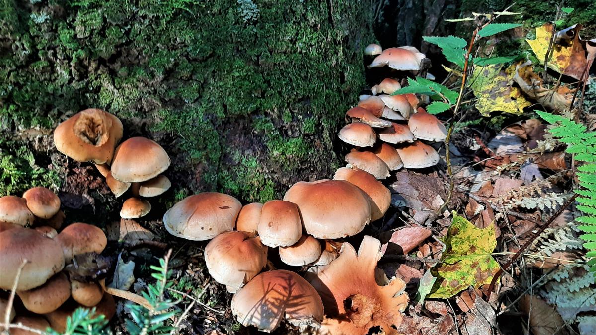 Huge fruiting of brick cap mushrooms