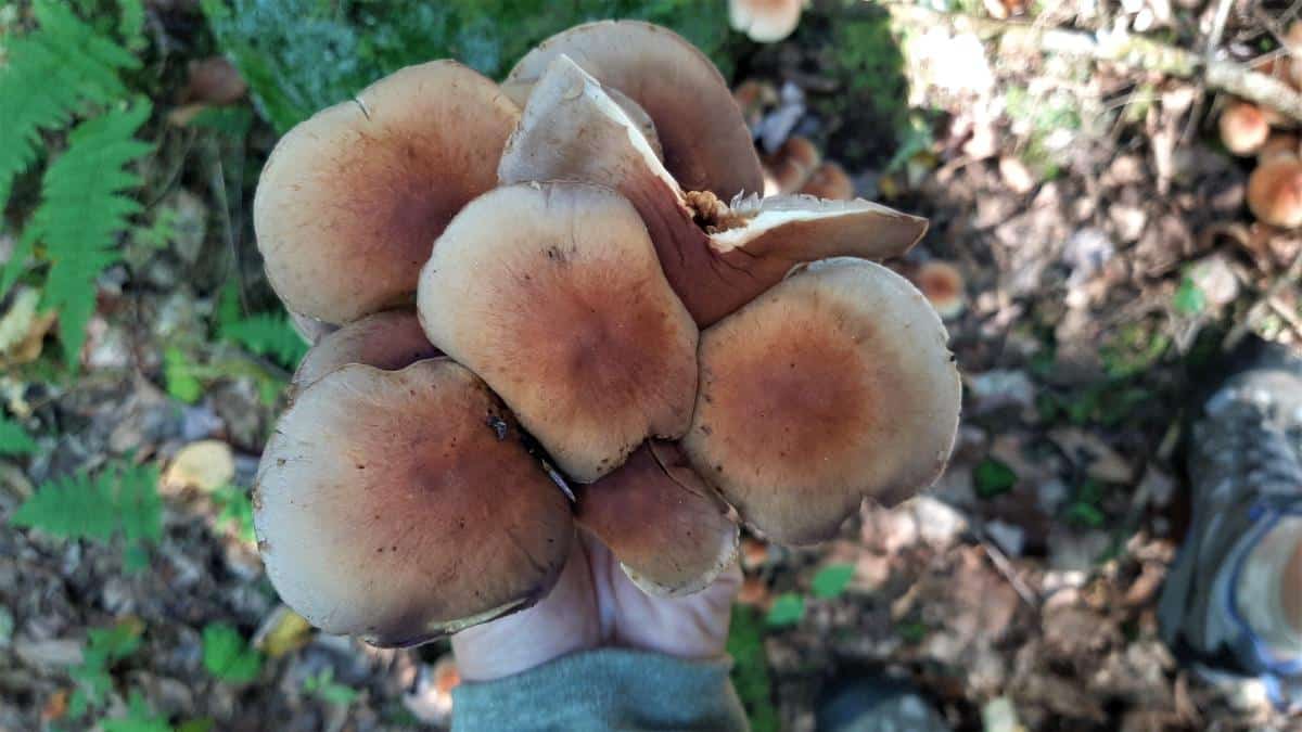 Hypholoma lateritium