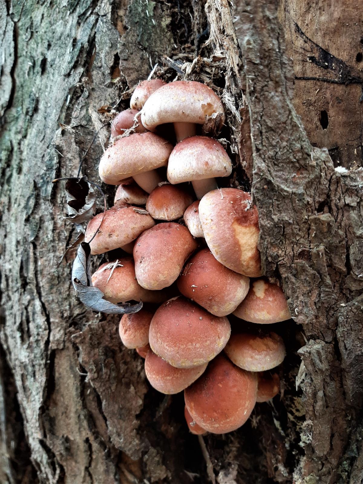 brick cap mushroom on tree