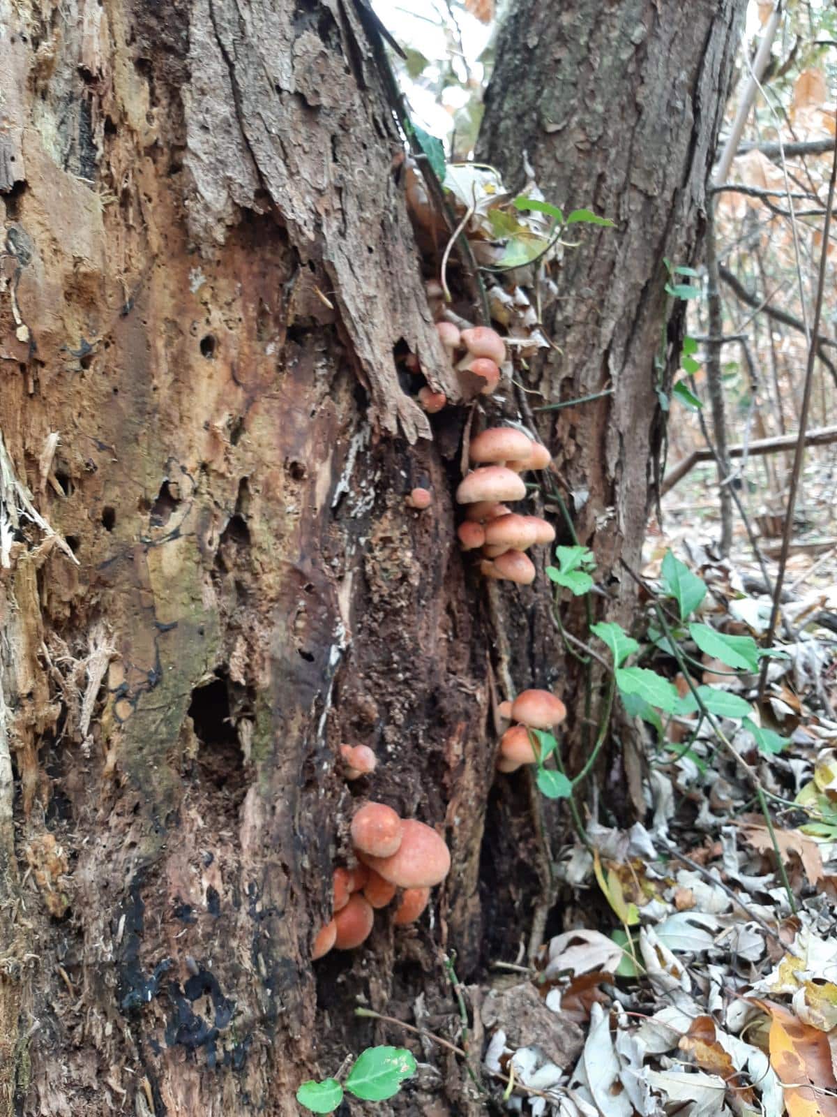 Hypholoma lateritium