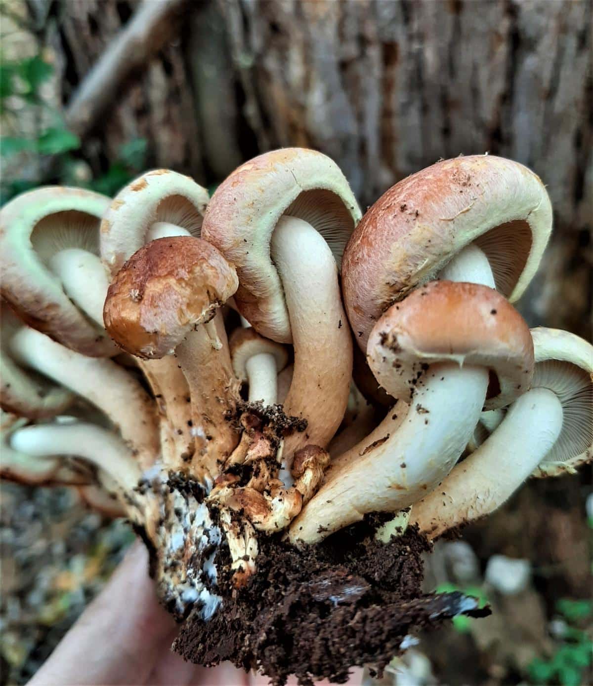 Hypholoma lateritium in hand