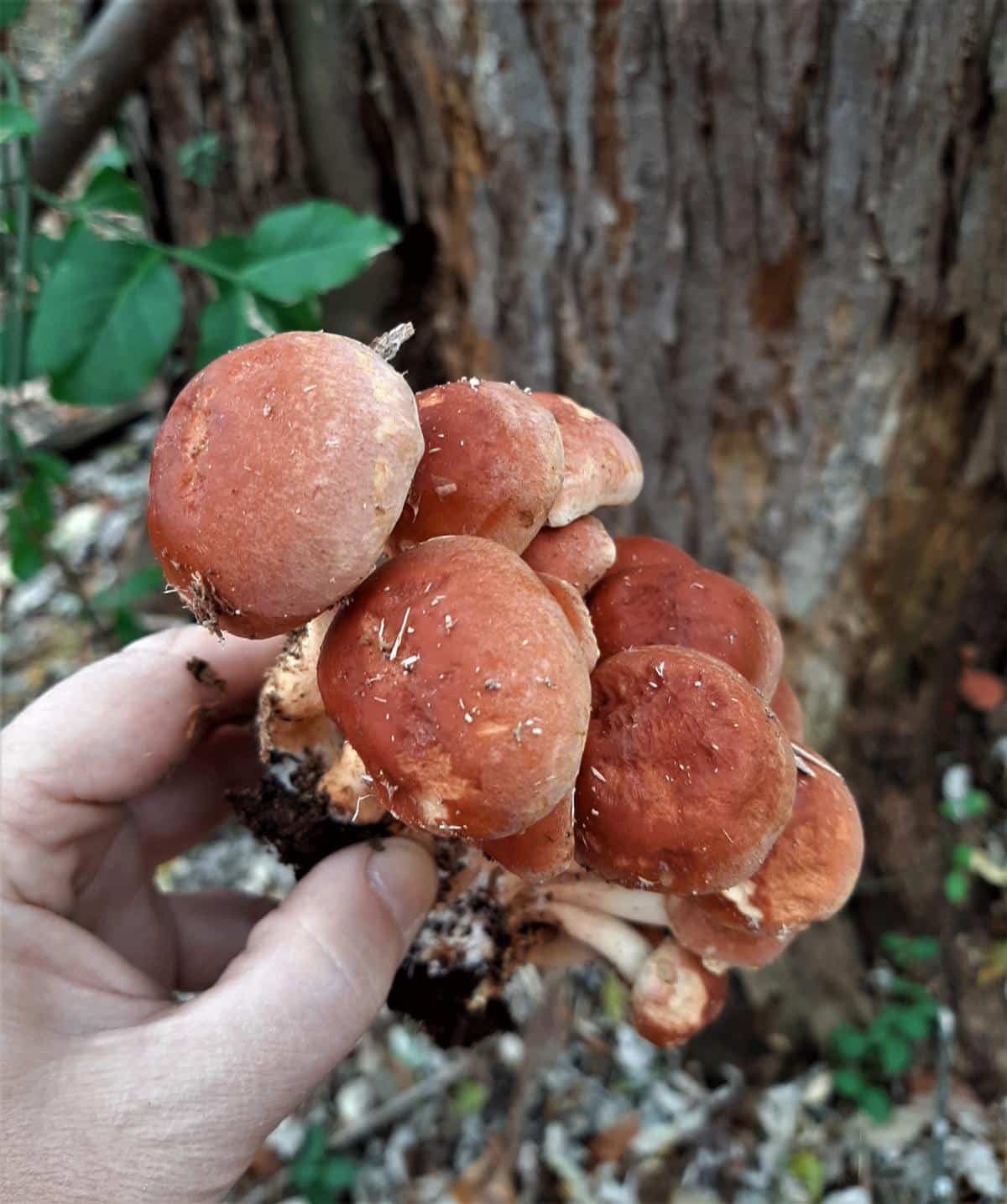 brick cap mushroom in hand