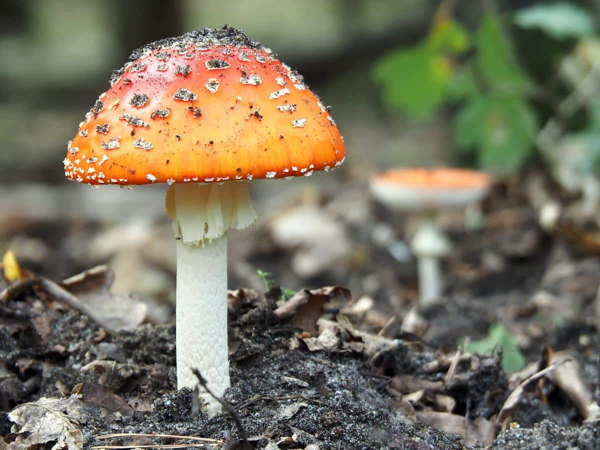 yellow toadstools