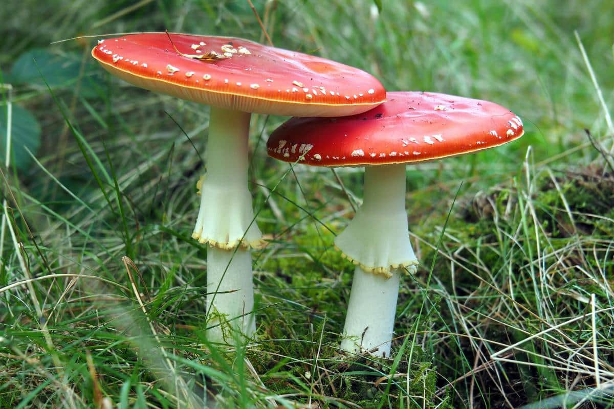 pair of amanita muscaria