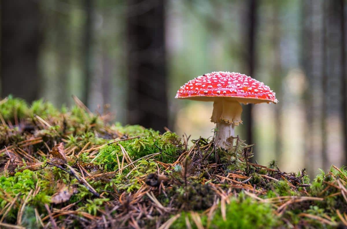 amanita muscaria