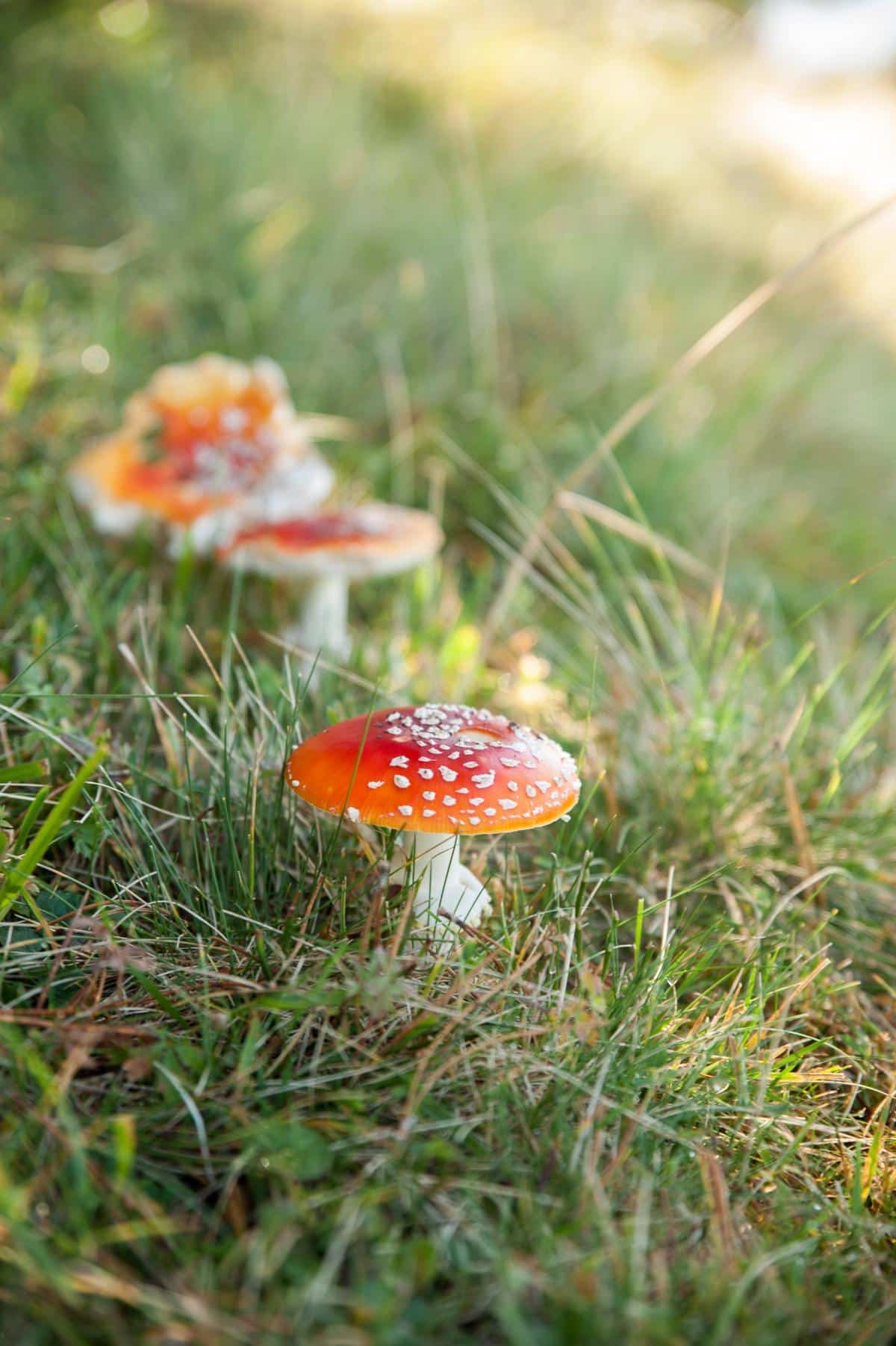 amanita muscaria