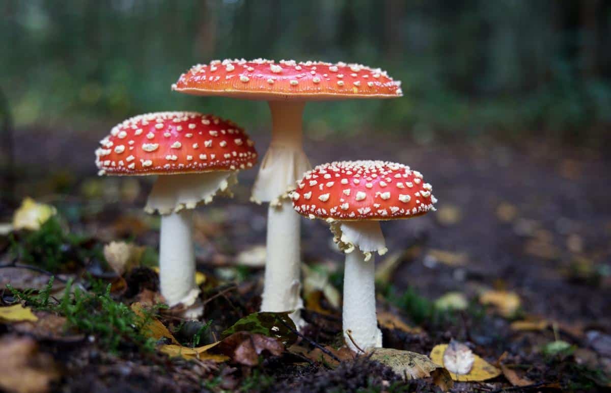 toadstool mushrooms