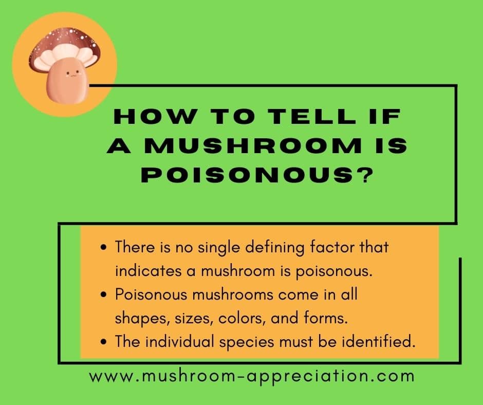 is this mushroom poisonous graphic
