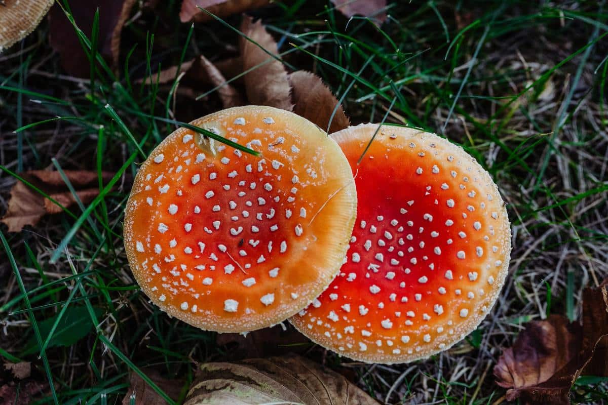 toadstool caps