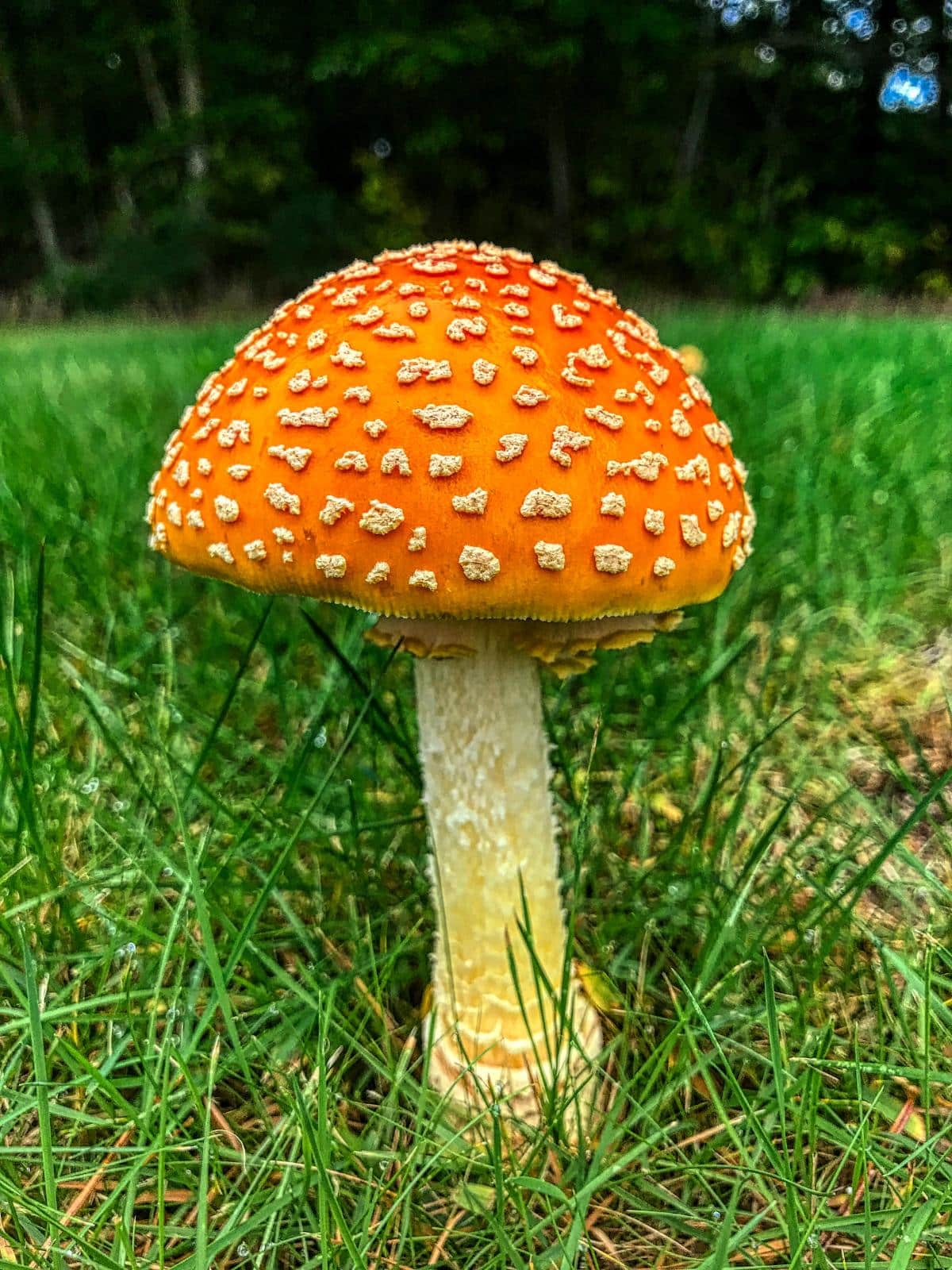 yellow fly agaric