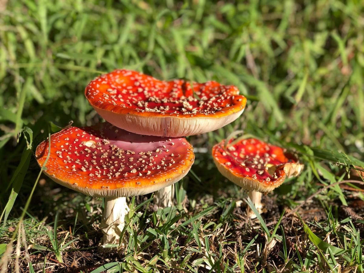 group of amanita muscaria