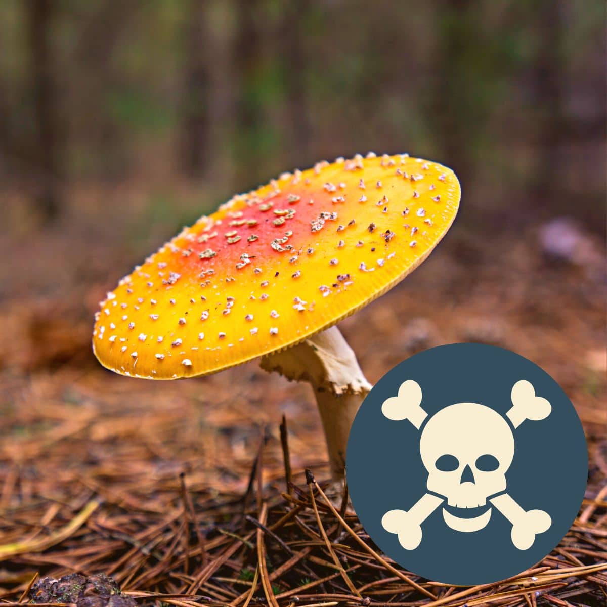 Poisonous Mushrooms - Mushroom Appreciation