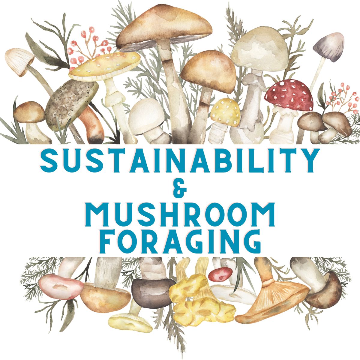 mushroom foraging packing list and sustainable foraging