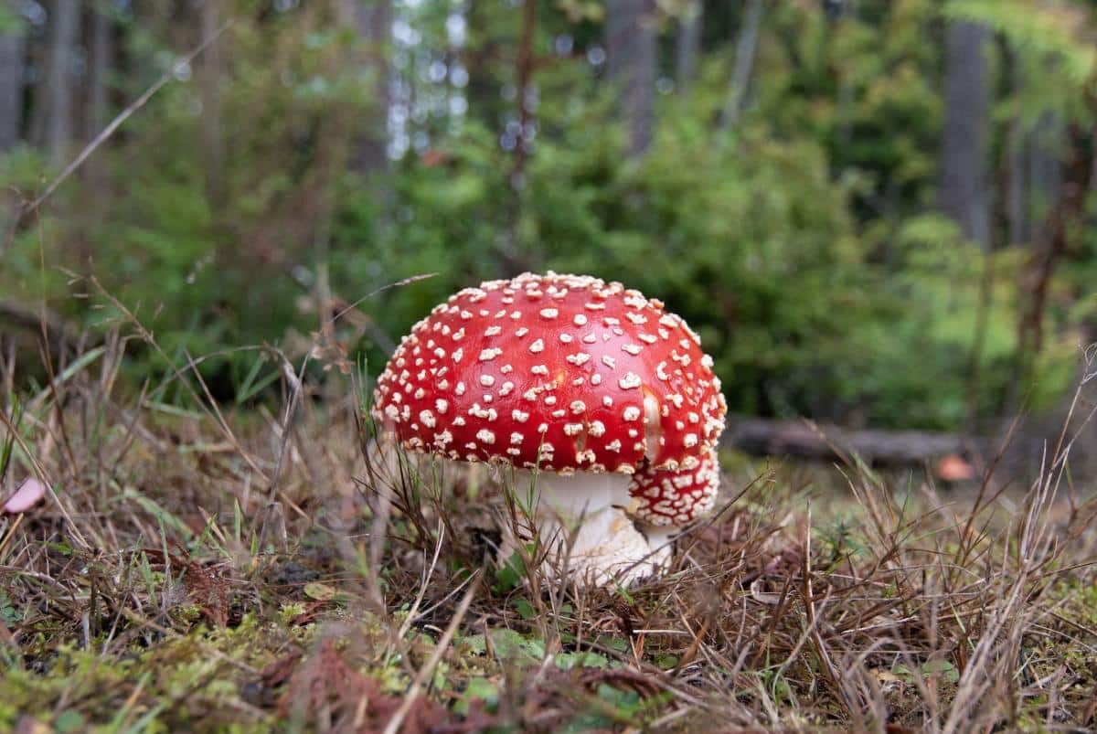 amanita muscaria