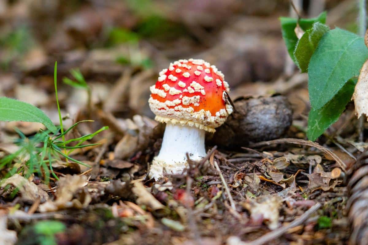 baby amanita