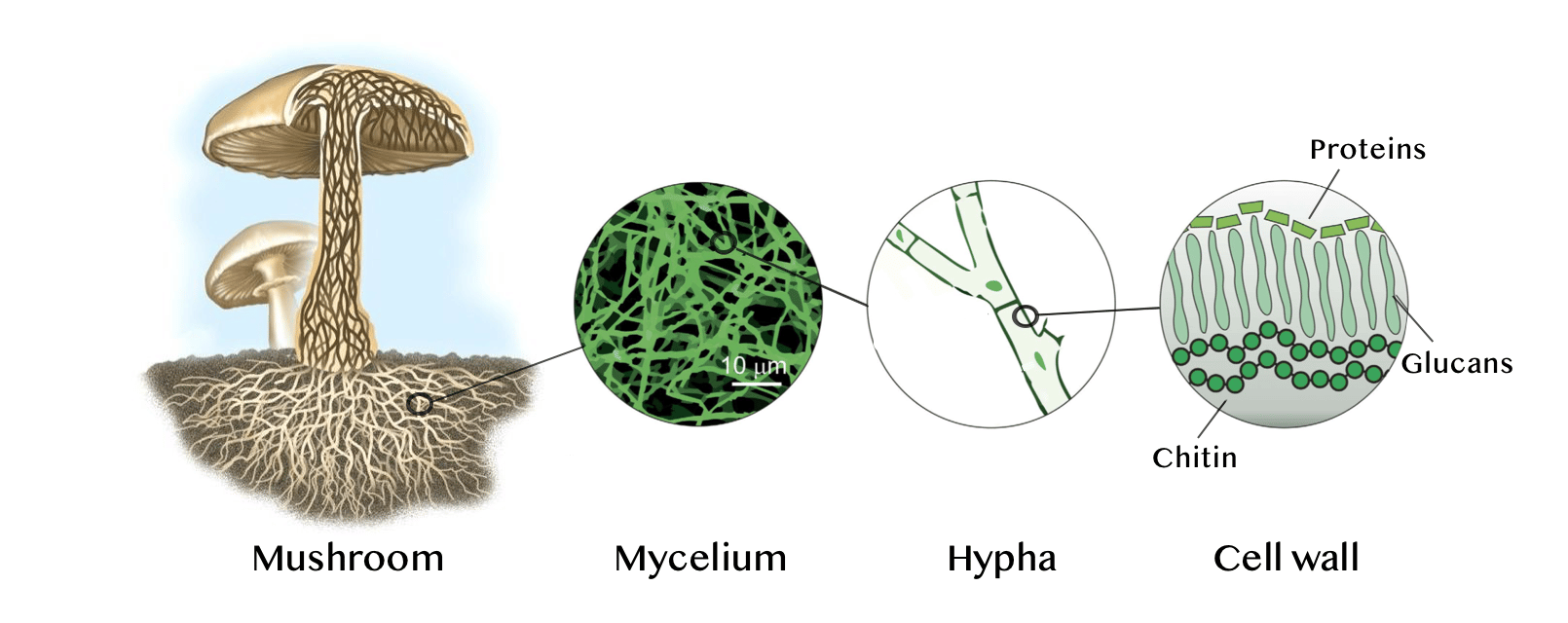 Graphic of mycelium