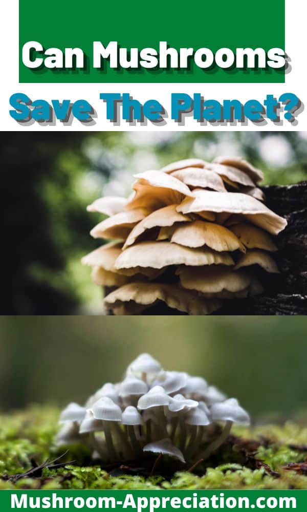 Can Mushrooms Save The Mushroom Appreciation