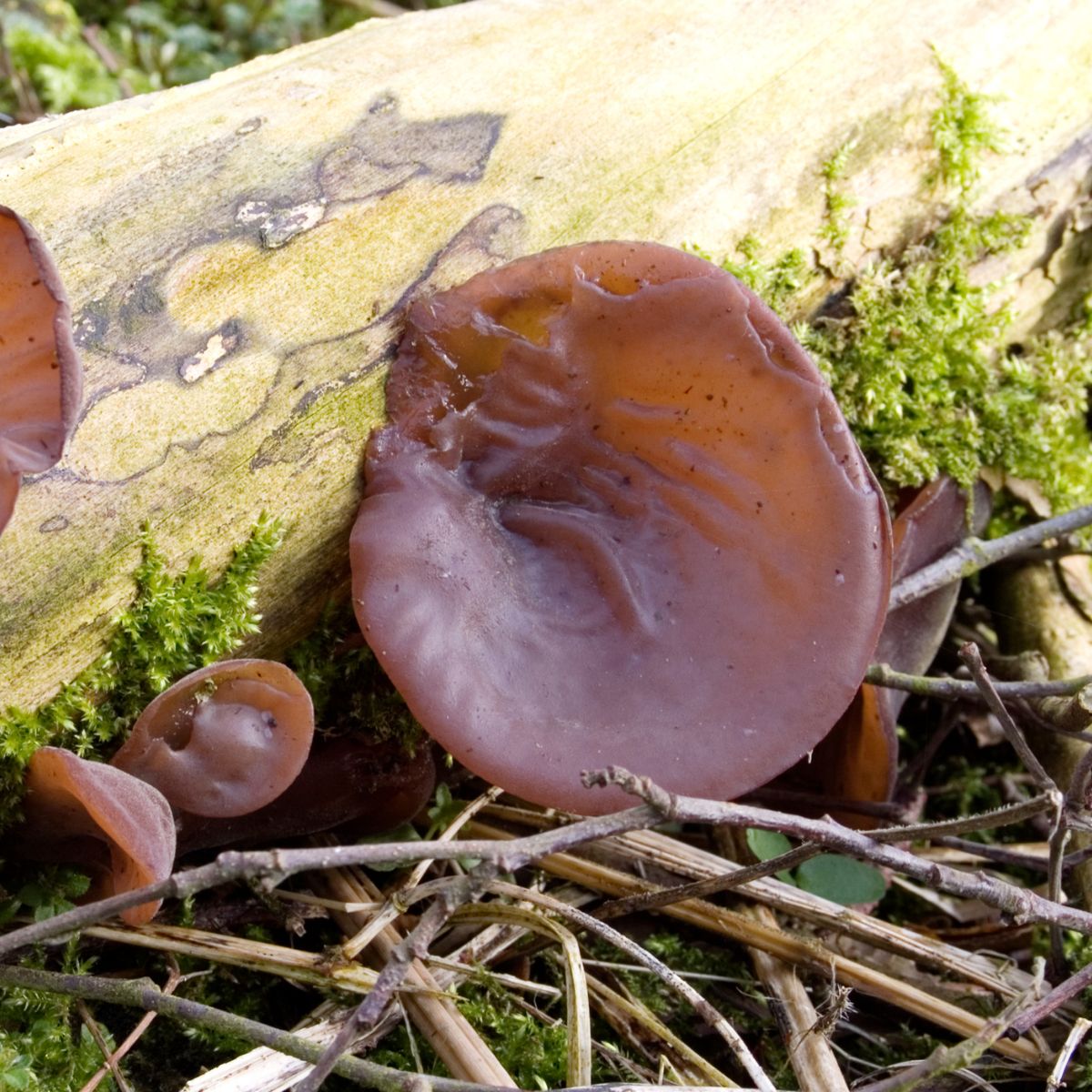 Auricularia growing on dead log