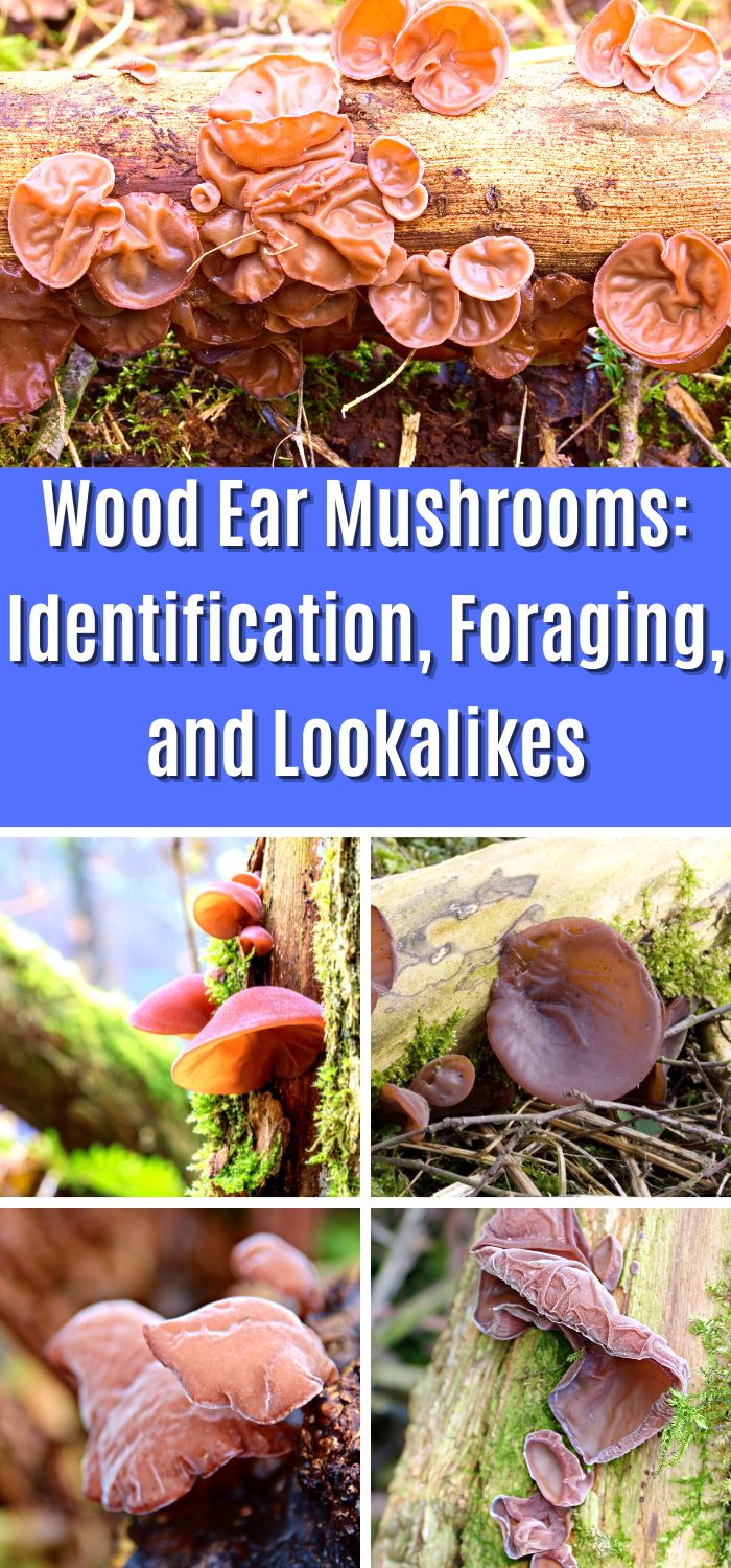 Wood Ear Mushrooms Identification, Foraging, and Lookalikes Mushroom Appreciation