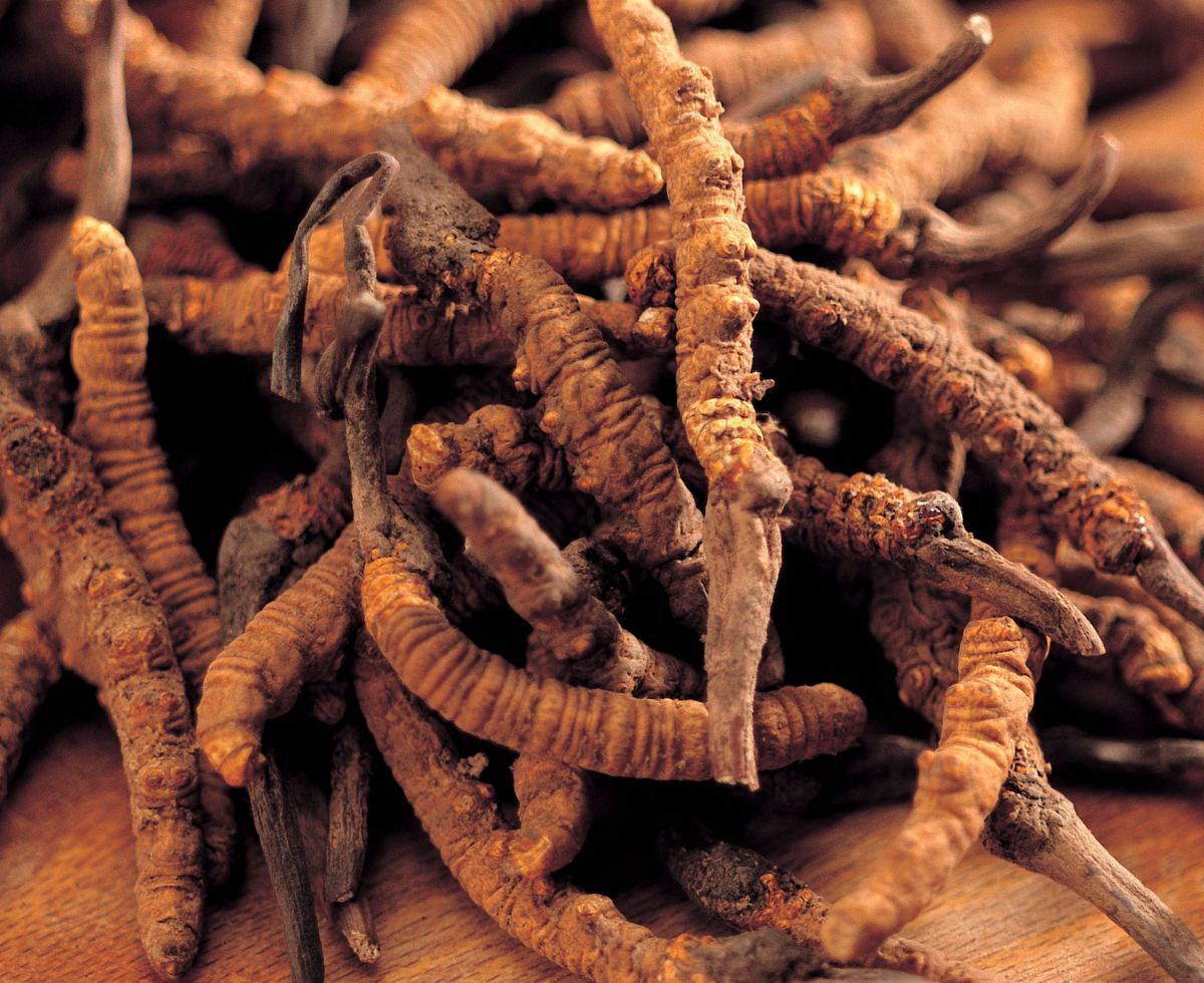 dried cordycep