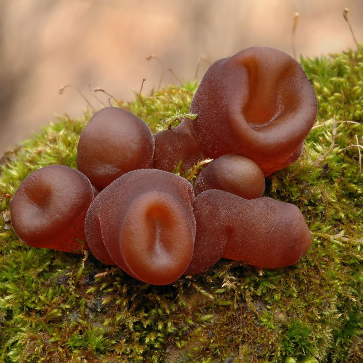 young wood jellyfish mushroom