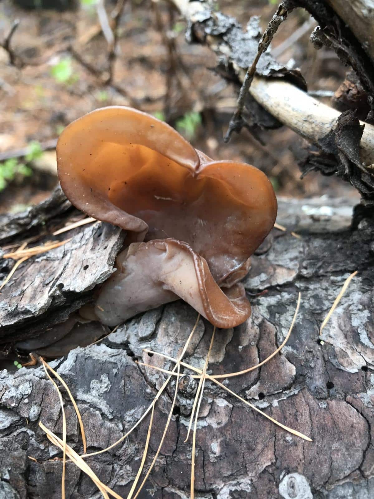 Auricularia americana