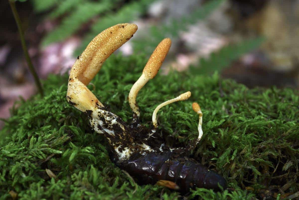 Cordyceps militaris