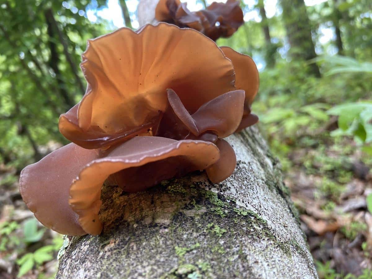 Auricularia americana