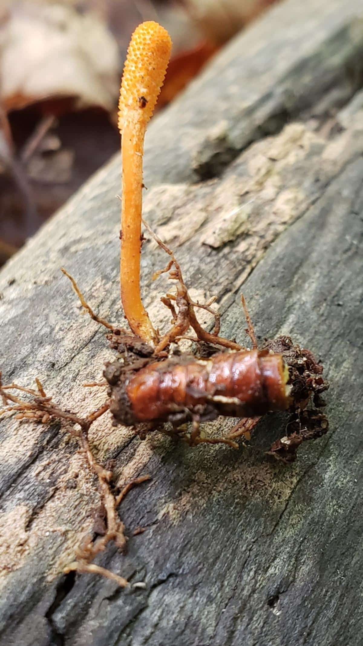 Cordyceps militaris