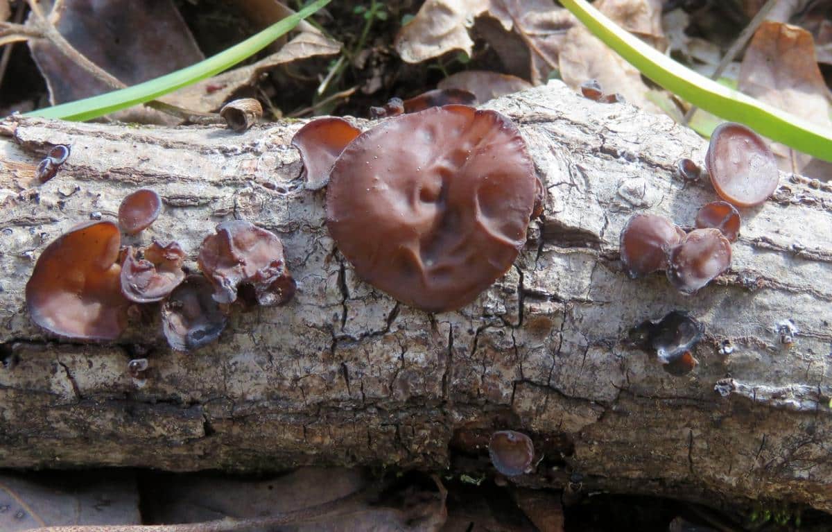 Auricularia americana