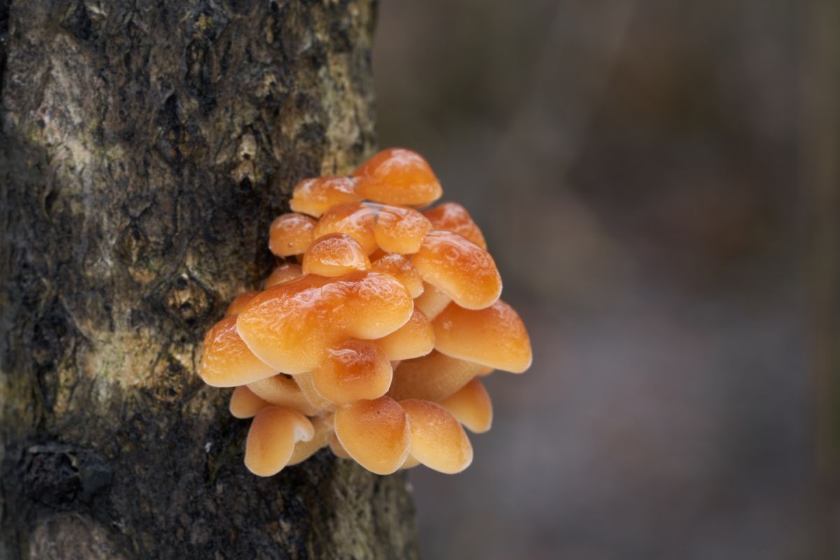 wild enoki mushrooms