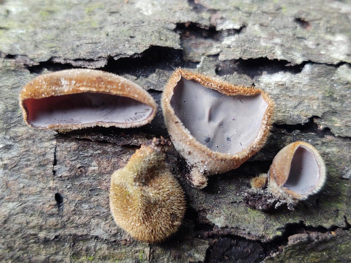 Auricularia nigricans