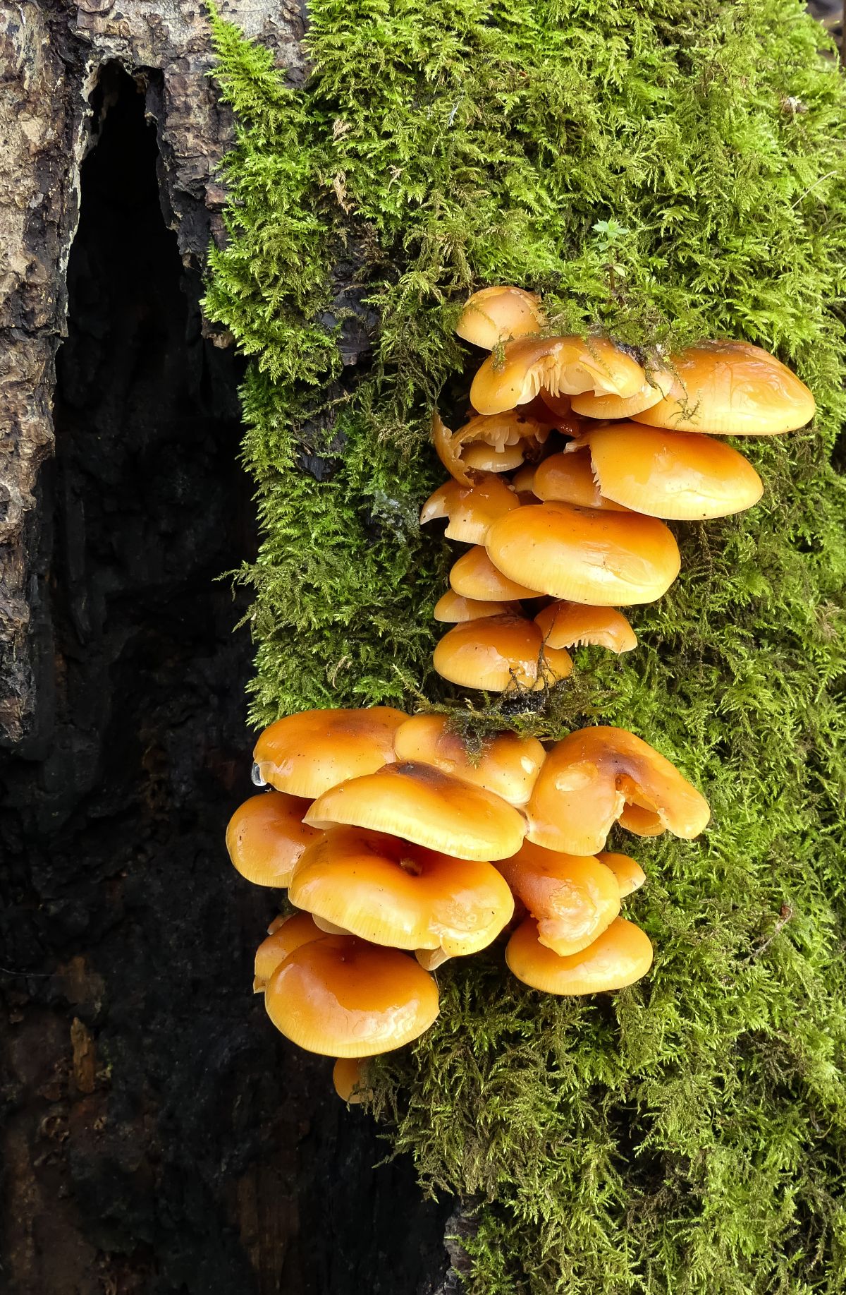 cluster of enoki growing wild