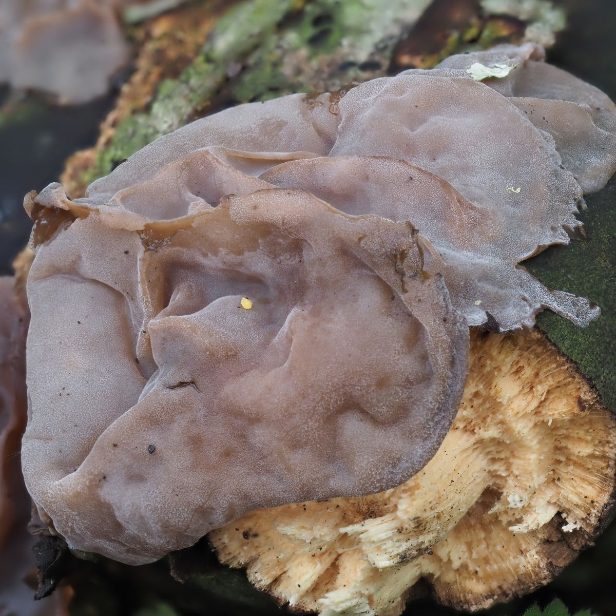 Auricularia