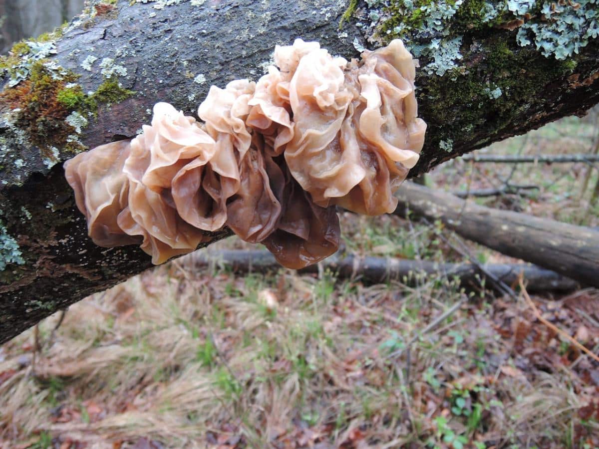 Phaeotremella foliacea, syn Tremella frondosa