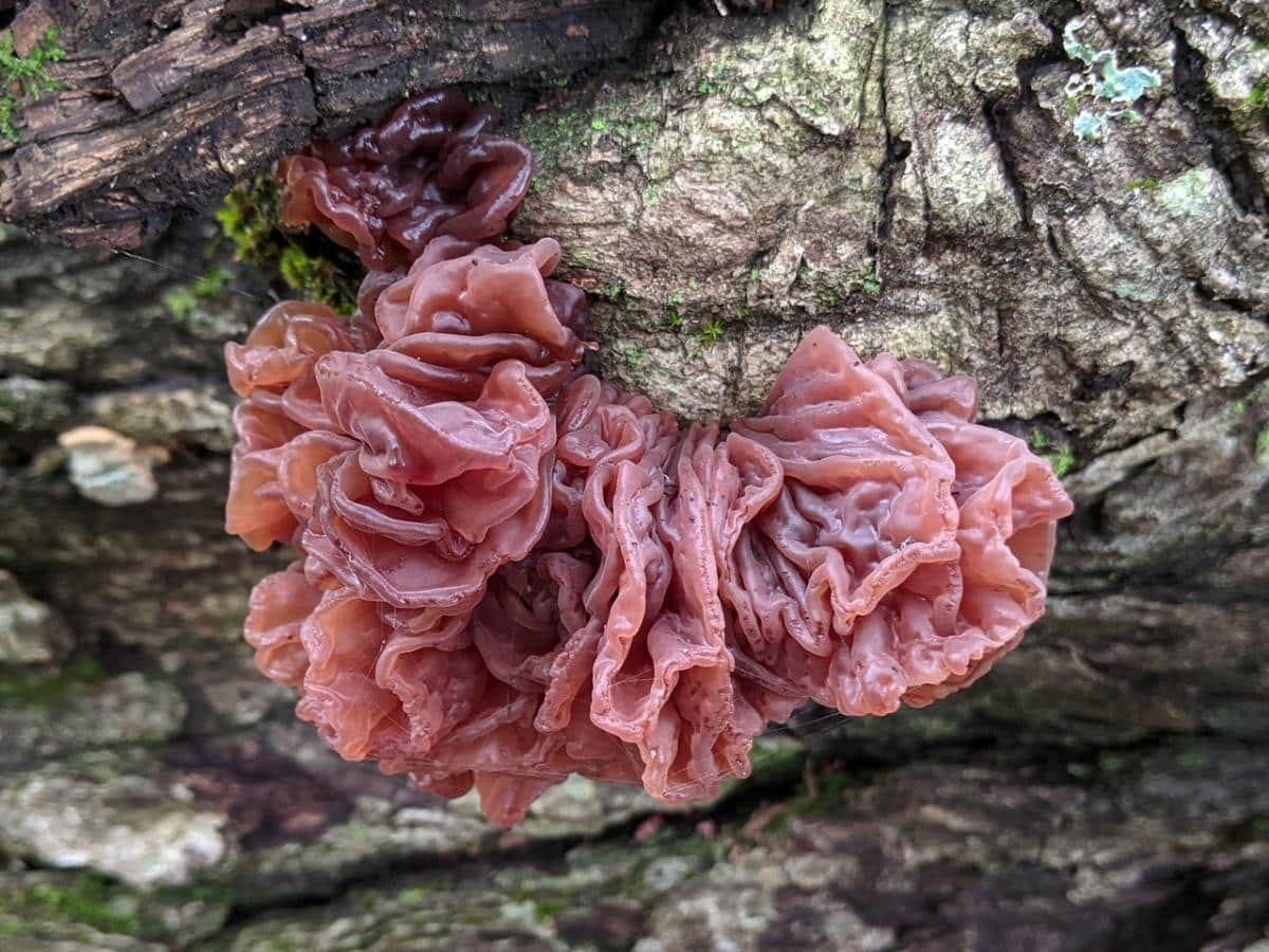 Phaeotremella frondos