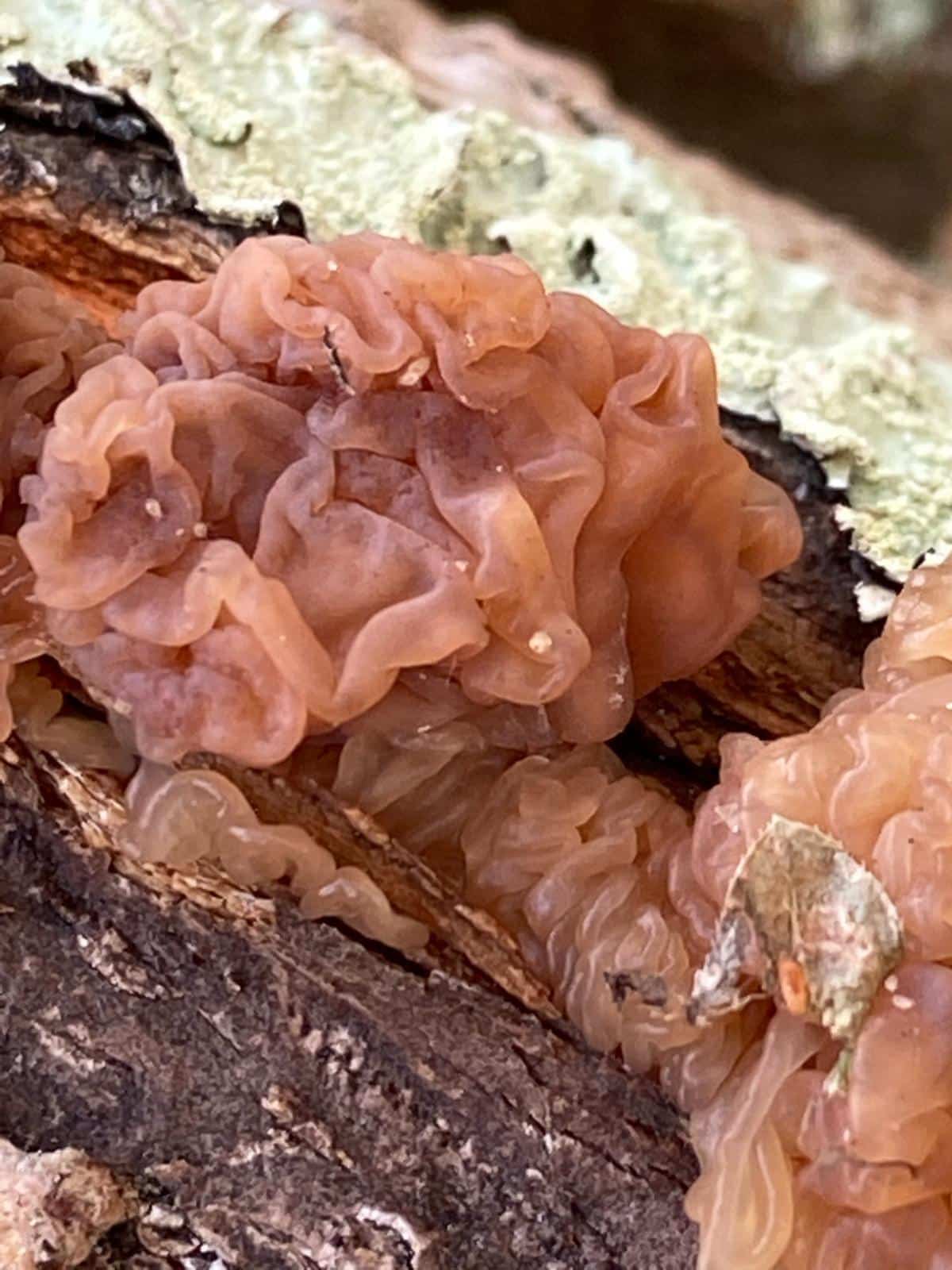 Phaeotremella foliacea, syn Tremella frondosa