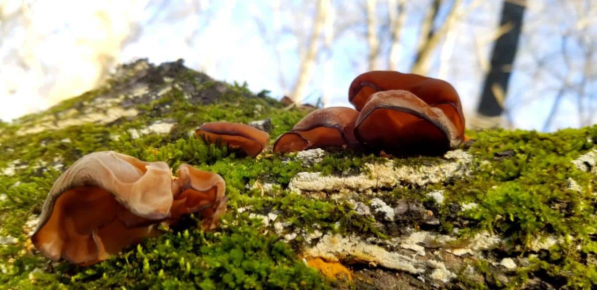 Auricularia angiospermarum