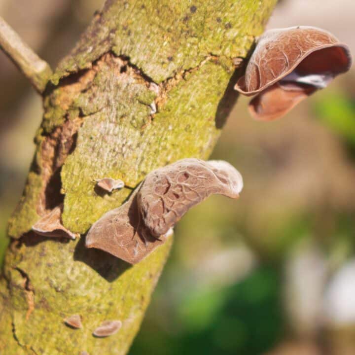 Wood Ear Mushrooms Identification, Foraging, and Lookalikes Mushroom