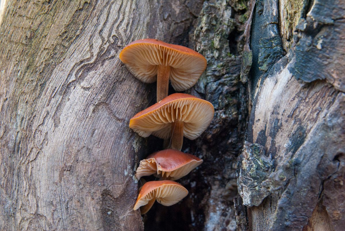 velvet foot enoki mushrooms