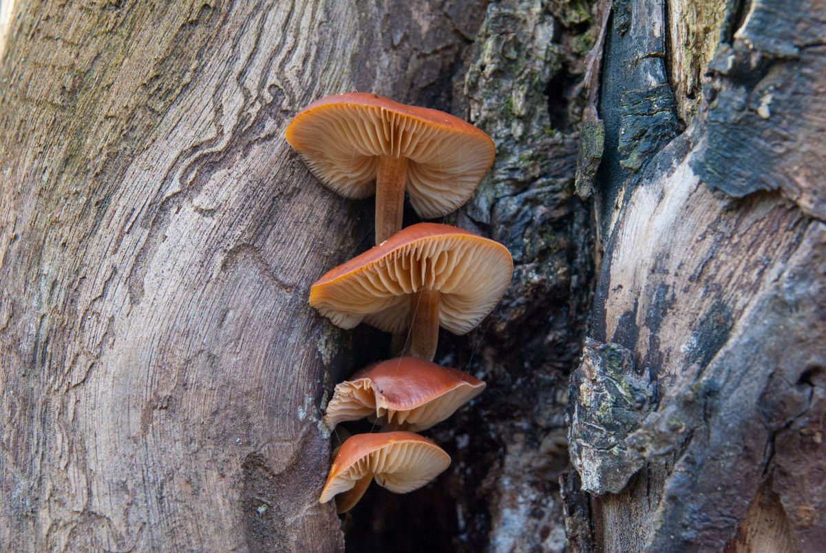 enoki on tree