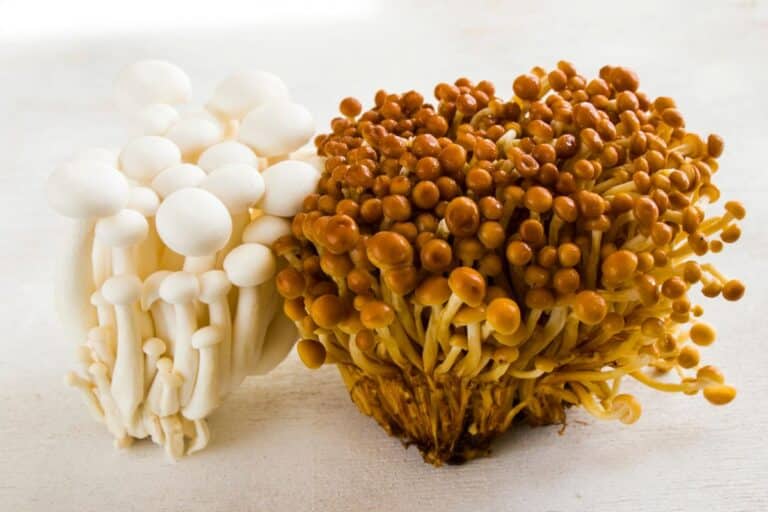 The Two Enoki Mushrooms Foraging, Identification, and Cultivation