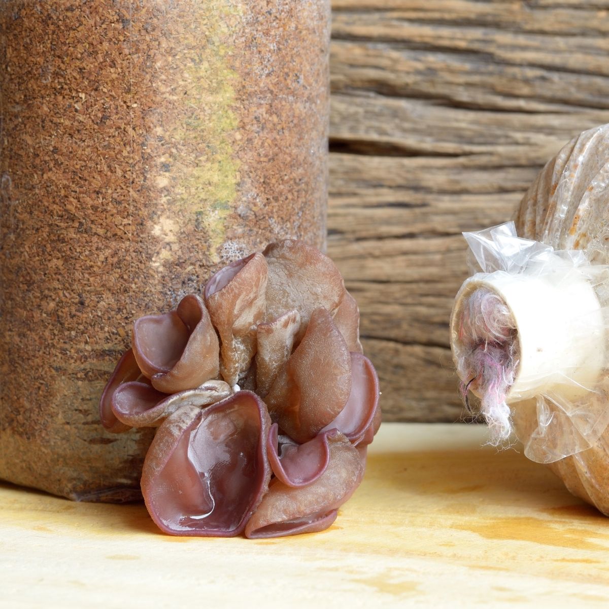 cultivated wood ears