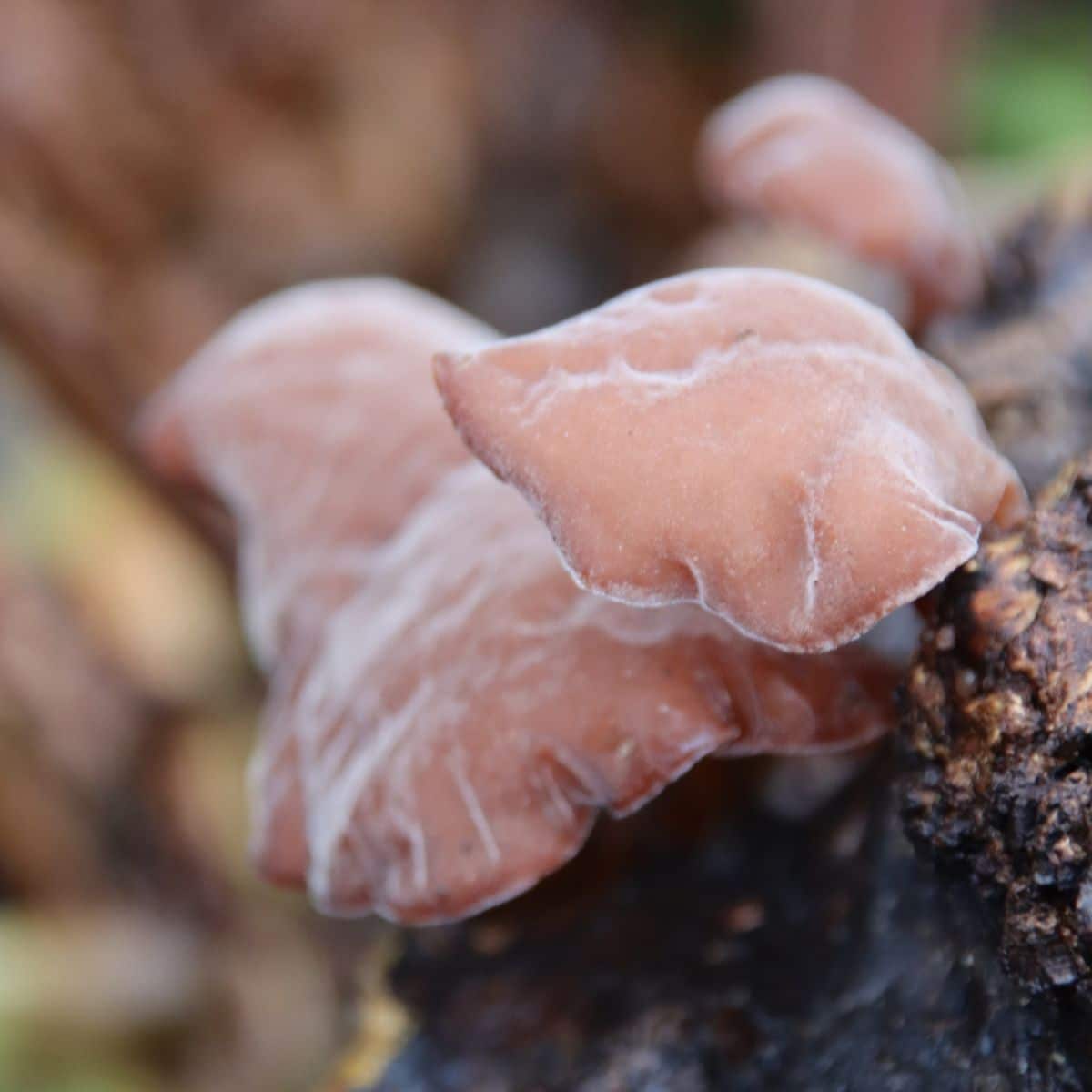 hairy top jellyfish mushroom