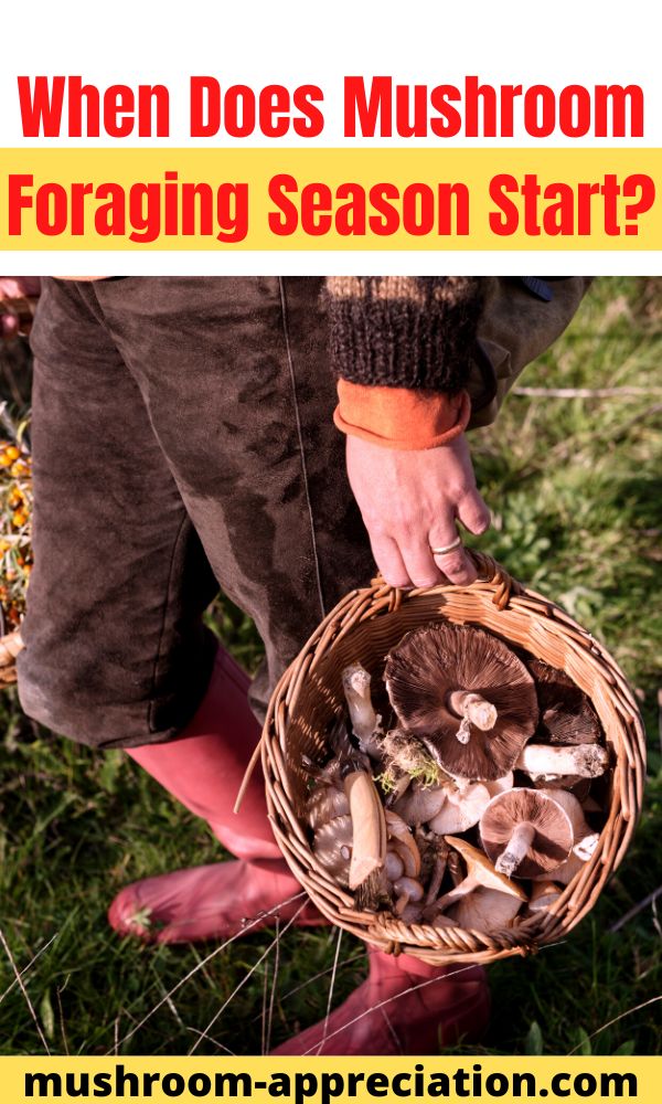 When Does Mushroom Foraging Season Start? Mushroom Appreciation