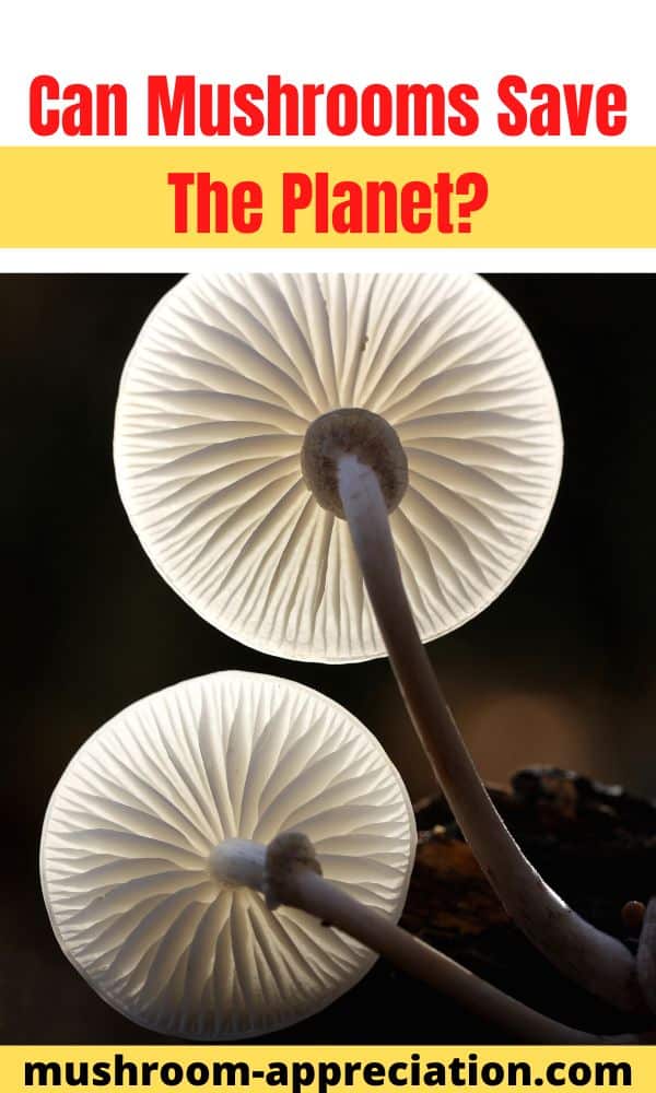 Can Mushrooms Save The Mushroom Appreciation