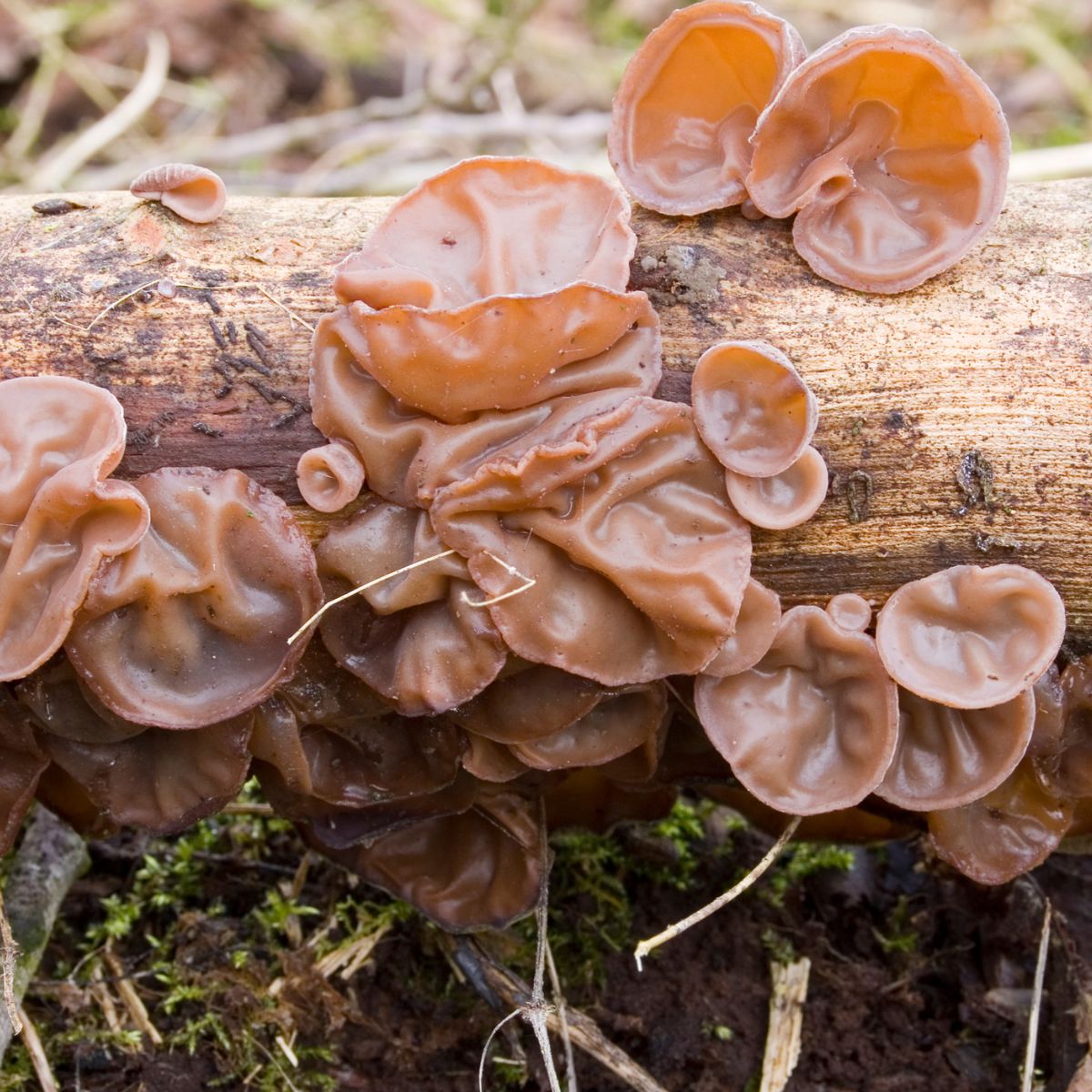 Auricularia