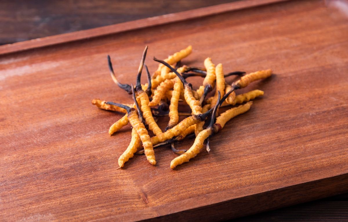 cordyceps fungus