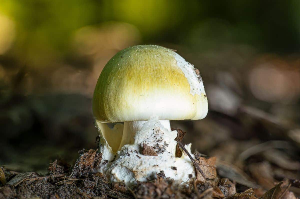 Amanita phalloides